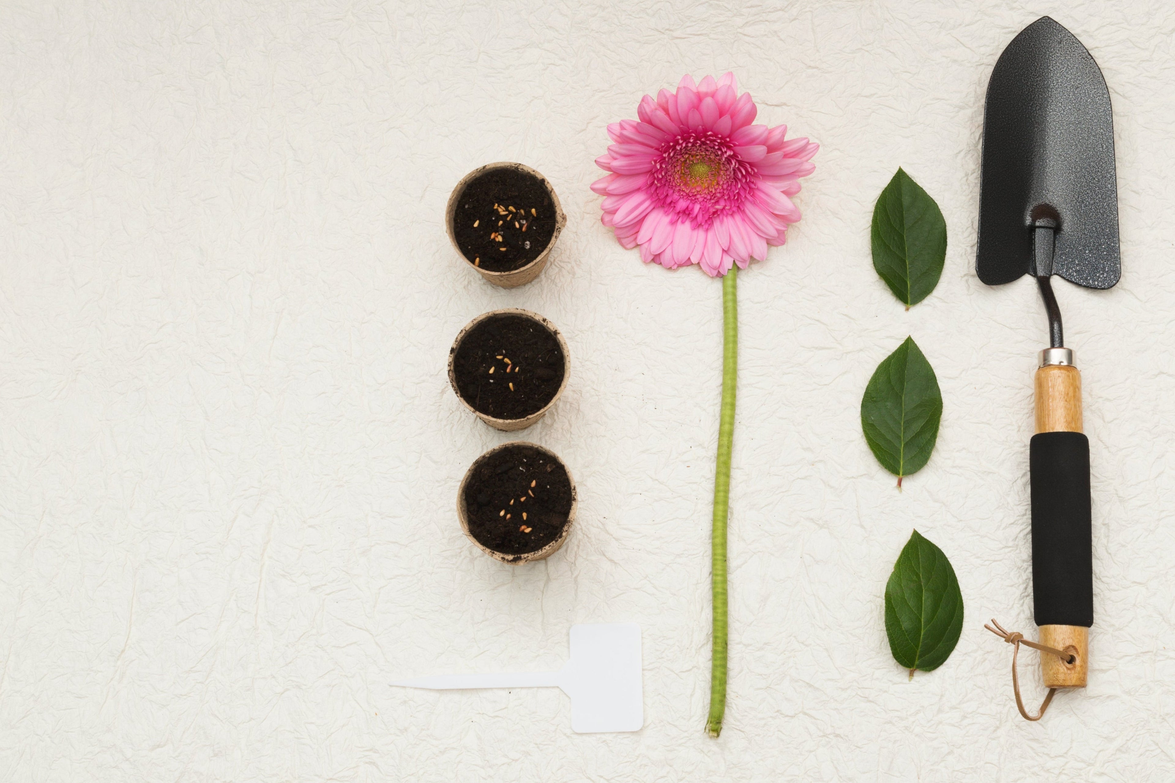 Flower, soil, leaves, and gardening tool on a light background
